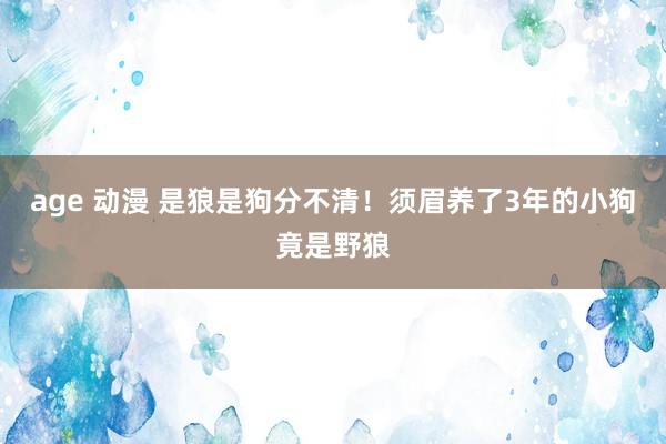 age 动漫 是狼是狗分不清！须眉养了3年的小狗竟是野狼